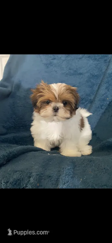 Ophelia – Shih Tzu puppy for sale in Los Angeles, CA