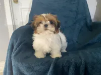 Ophelia, a female Shih Tzu for sale in Los Angeles, CA – 4 of 7