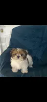 Ophelia, a female Shih Tzu for sale in Los Angeles, CA – 6 of 7