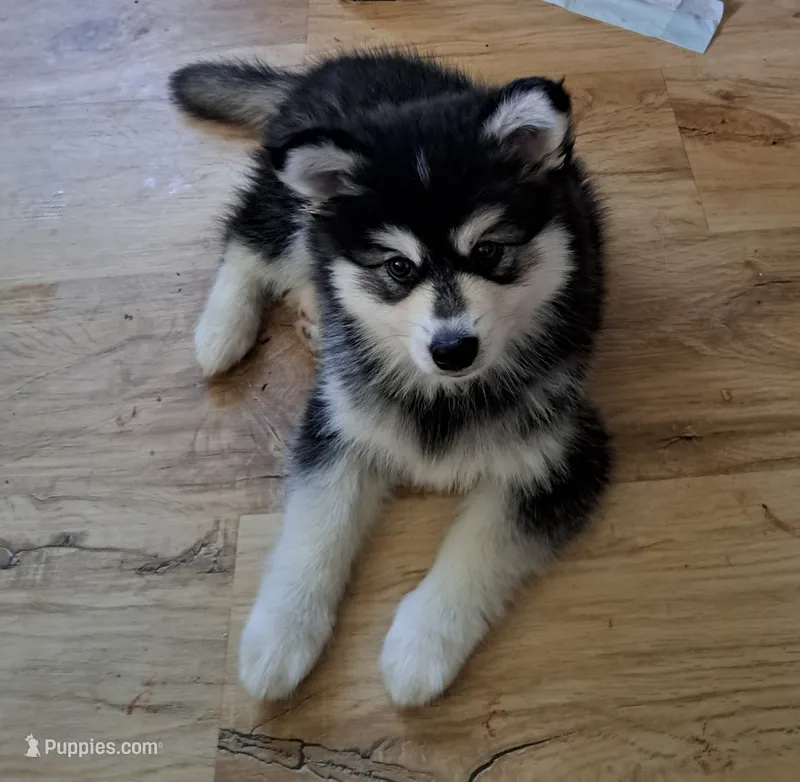 Hurricane – Alaskan Klee Kai puppy for sale in Greenfield, IN