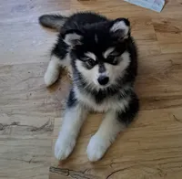 Hurricane, a male Alaskan Klee Kai for sale in Greenfield, IN – 1 of 1