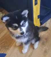 Tornado, a male Alaskan Klee Kai for sale in Greenfield, IN – 1 of 1