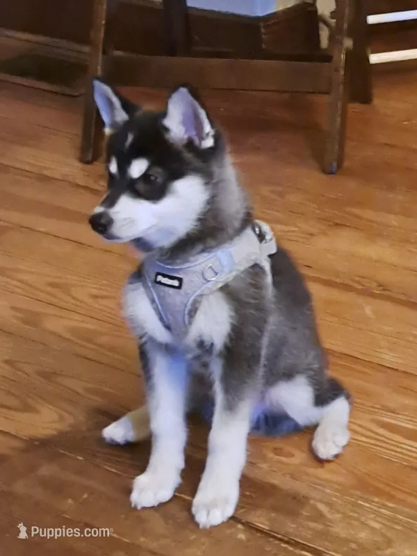 Tornado – Alaskan Klee Kai puppy for sale in Greenfield, IN