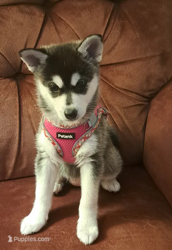 Stormy – Alaskan Klee Kai puppy for sale in Greenfield, IN