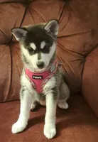 Stormy, a female Alaskan Klee Kai for sale in Greenfield, IN – 1 of 1