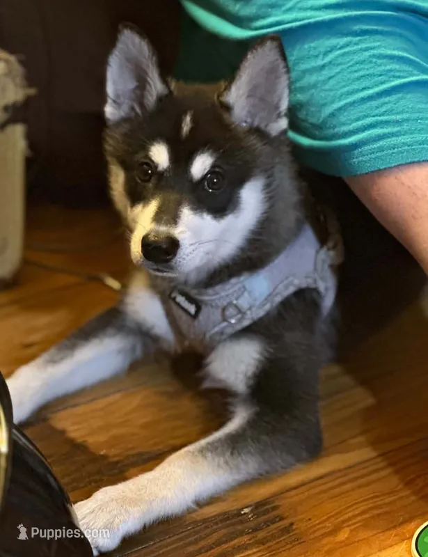 Tornado – Alaskan Klee Kai puppy for sale in Greenfield, IN