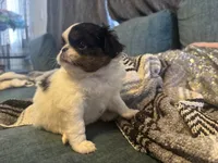 Hug bug, a male Japanese Chin for sale in Kealakekua, HI – Photo 3 of 6