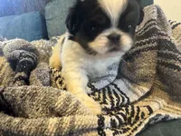 Hug bug, a male Japanese Chin for sale in Kealakekua, HI – Photo 2 of 6