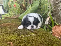 Hug bug, a male Japanese Chin for sale in Kealakekua, HI – Photo 5 of 6