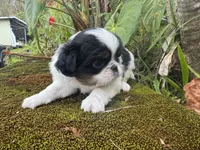 Hug bug, a male Japanese Chin for sale in Kealakekua, HI – Photo 6 of 6