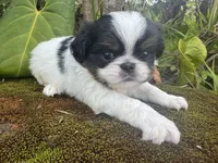 Hug bug, a male Japanese Chin for sale in Kealakekua, HI – Photo 4 of 6