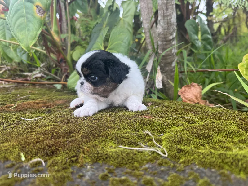 Hug bug – Japanese Chin puppy for sale in Kealakekua, HI