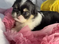 Love bug, a female Japanese Chin for sale in Kealakekua, HI – Photo 2 of 7