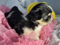 Love bug, a female Japanese Chin for sale in Kealakekua, HI – Photo 5 of 7