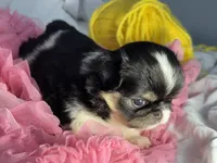 Love bug, a female Japanese Chin for sale in Kealakekua, HI – Photo 6 of 7