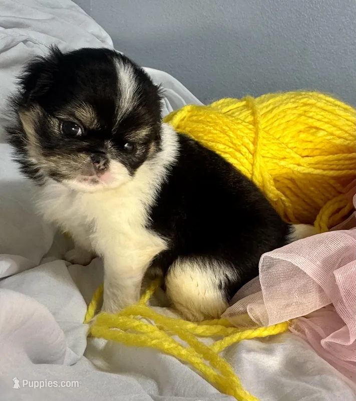 Love bug – Japanese Chin puppy for sale in Kealakekua, HI
