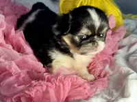 Love bug, a female Japanese Chin for sale in Kealakekua, HI – Photo 4 of 7