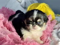Love bug, a female Japanese Chin for sale in Kealakekua, HI – Photo 3 of 7