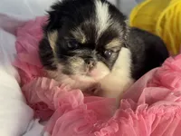 Love bug, a female Japanese Chin for sale in Kealakekua, HI – Photo 7 of 7