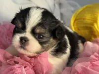 Snuggle Bug, a male Japanese Chin for sale in Kealakekua, HI – Photo 9 of 10