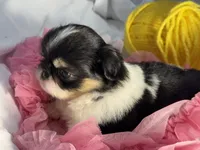 Snuggle Bug, a male Japanese Chin for sale in Kealakekua, HI – Photo 7 of 10