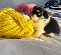 Snuggle Bug, a male Japanese Chin for sale in Kealakekua, HI – Photo 4 of 10