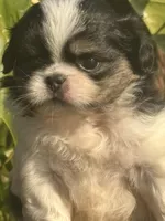 Snuggle Bug, a male Japanese Chin for sale in Kealakekua, HI – Photo 3 of 10