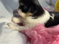 Snuggle Bug, a male Japanese Chin for sale in Kealakekua, HI – Photo 5 of 10