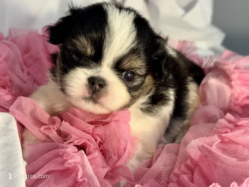 Snuggle Bug – Japanese Chin puppy for sale in Kealakekua, HI