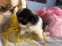 Snuggle Bug, a male Japanese Chin for sale in Kealakekua, HI – Photo 6 of 10