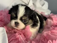 Snuggle Bug, a male Japanese Chin for sale in Kealakekua, HI – Photo 8 of 10