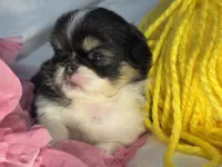 Snuggle Bug, a male Japanese Chin for sale in Kealakekua, HI – Photo 2 of 10