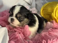 Snuggle Bug, a male Japanese Chin for sale in Kealakekua, HI – Photo 10 of 10