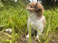 Bernard 8-10 lbs full grown , a male Japanese Chin for sale in Kealakekua, HI – 2 of 2