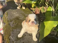 Oscar, a male Japanese Chin for sale in Kealakekua, HI – Photo 4 of 4