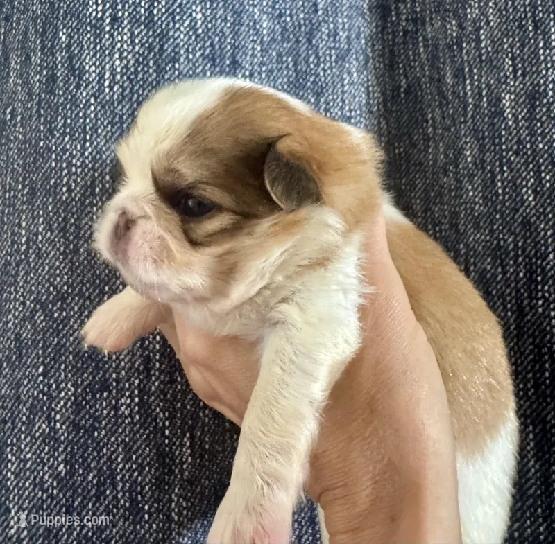 Oscar – Japanese Chin puppy on hold in Kealakekua, HI