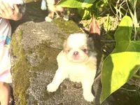 Oscar, a male Japanese Chin for sale in Kealakekua, HI – Photo 3 of 4