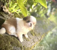 Oscar, a male Japanese Chin for sale in Kealakekua, HI – Photo 2 of 4