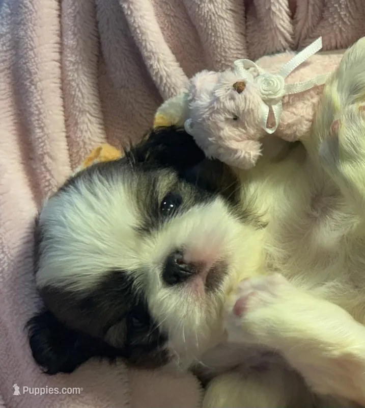 Snickerdoodle  – Japanese Chin puppy for sale in Kealakekua, HI