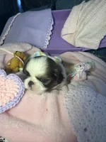 Snickerdoodle , a male Japanese Chin for sale in Kealakekua, HI – Photo 5 of 5