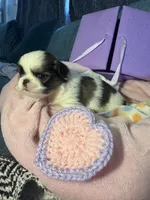 Snickerdoodle , a male Japanese Chin for sale in Kealakekua, HI – Photo 3 of 5