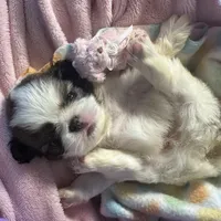 Snickerdoodle , a male Japanese Chin for sale in Kealakekua, HI – Photo 2 of 5