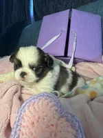 Snickerdoodle , a male Japanese Chin for sale in Kealakekua, HI – Photo 4 of 5