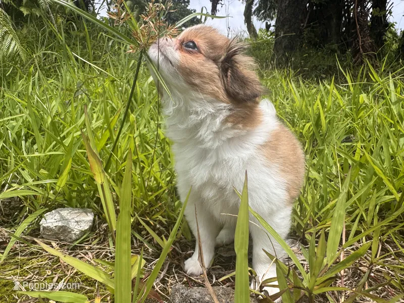 Bernard 8-10 lbs full grown  – Japanese Chin puppy for sale in Kealakekua, HI