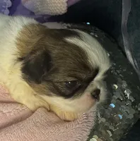 Cinnamon Roll, a male Japanese Chin for sale in Kealakekua, HI – Photo 5 of 10