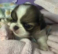 Cinnamon Roll, a male Japanese Chin for sale in Kealakekua, HI – Photo 4 of 10