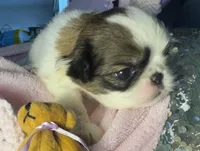 Cinnamon Roll, a male Japanese Chin for sale in Kealakekua, HI – Photo 2 of 10