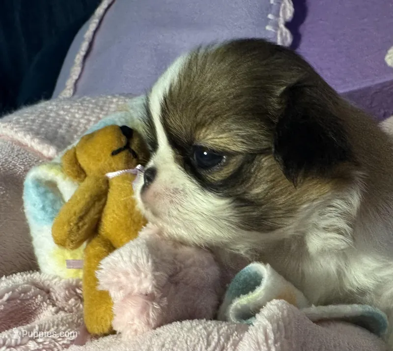 Cinnamon Roll – Japanese Chin puppy for sale in Kealakekua, HI