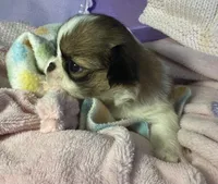 Cinnamon Roll, a male Japanese Chin for sale in Kealakekua, HI – Photo 6 of 10