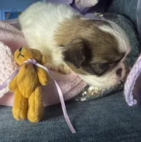 Cinnamon Roll, a male Japanese Chin for sale in Kealakekua, HI – Photo 10 of 10